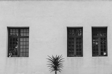 A tree and three windows at Balboa park in San Diego, California