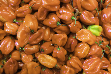 Close Up of Scotch Bonnet Hot Chili Peppers