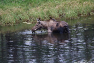Fototapeta na wymiar Feeding cow Moose in the wild