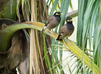 Pair of birds Common myna are sitting on a branch of palm tree