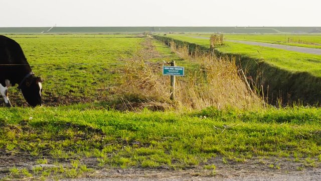 black friesian Holstein cow with geese farmland protection sign
