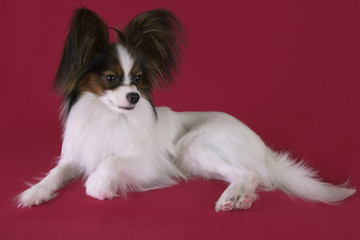 Beautiful young male dog Continental Toy Spaniel Papillon on red background