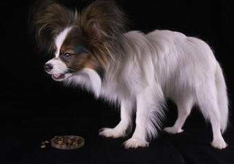 Beautiful young male dog Continental Toy Spaniel Papillon eats dry food on black background