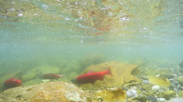 Red kokanee salmon spawning in small river viewed from underwater.
