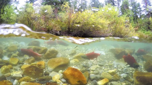 Kokanee salmon spawning in small river in Idaho.