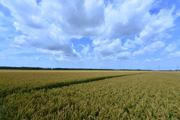 Paddy fields