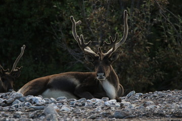 Caribou in the wilds of Alaska 3