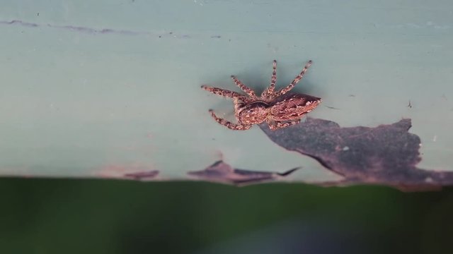 Spider moving away