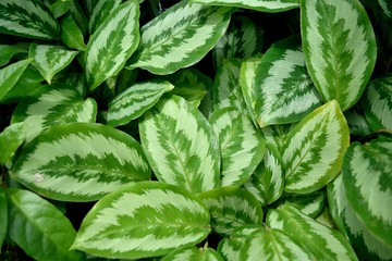 観葉植物 カラテア・パングアナ 斑入りの葉
