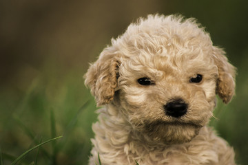 Adorable cachorro perro crespo enojado en cesped