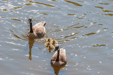 Goose Family