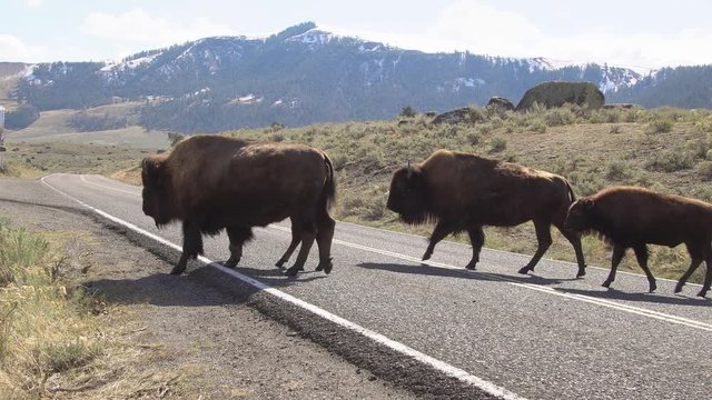 Bison herd crossing road in a line in Lamar Valley.