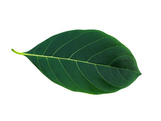 Artocarpus heterophyllus leaf