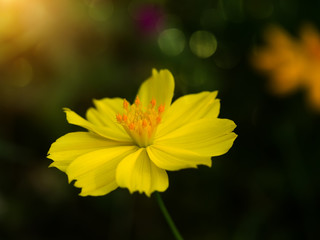 Yellow cosmos flower in the dark