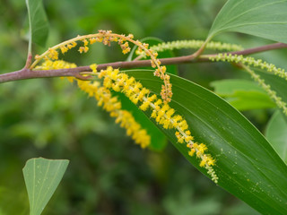Auri, Earleaf acacia flower