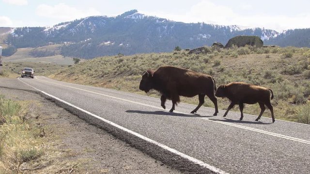 Bison slowly crossing road while cars wait in Yellowstone.