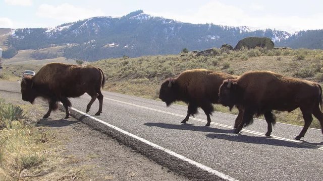 Bison herd slowly crossing the road in Yellowstone