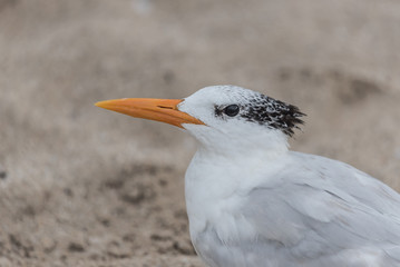 Seagull