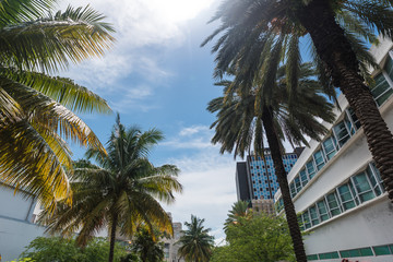 Fototapeta na wymiar Palms in Miami