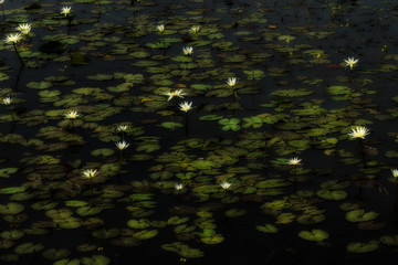 Water lily flower in the dark water.