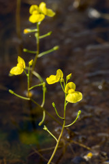 golden bladderwort flower.