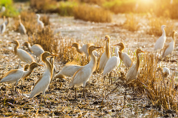 Flocks of Heron birds in the field
