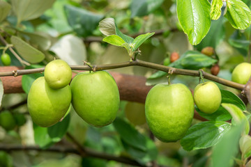 Close up of jujube fruits or Monkey apple growing on the tree in garden. agriculture in countryside of Thailand.