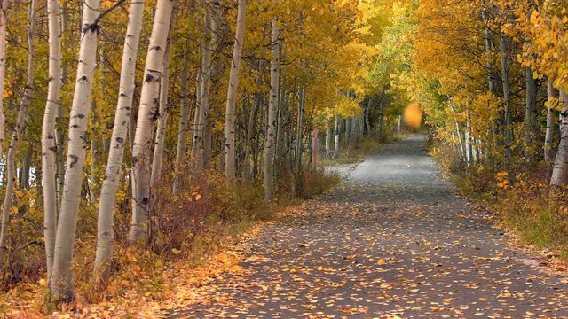 View of road leading through tunnel of aspen trees as leaves slowly fall in Autumn.