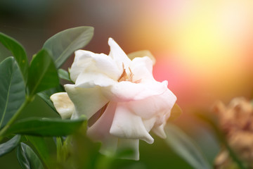 Obraz na płótnie Canvas White Cape Jasmine flower.