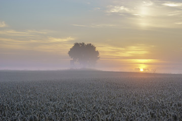 ely oak tree growing in a field of grain during the magnificent misty sunrise,hunting tower