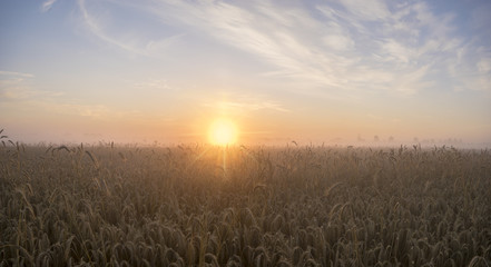 field of grain during the magnificent misty sunrise