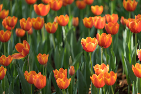 Orange tulip, Selective focus
