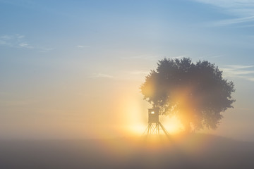 Fototapeta na wymiar ely oak tree growing in a field of grain during the magnificent misty sunrise,hunting tower