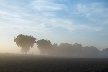field of grain during the magnificent misty sunrise