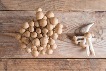 Shimeji mushrooms brown varieties.