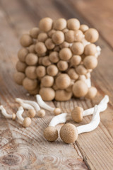 Shimeji mushrooms brown varieties.