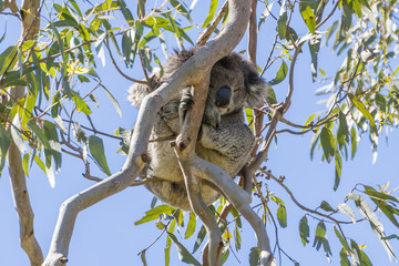 Koala sleeping on a tree