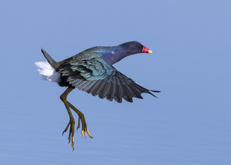 Purple Gallinule (Porphyrio martinicus)
