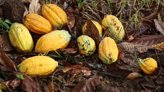 Harvesting cocoa fruit in Thailand