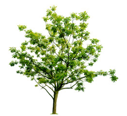 Obraz premium tree isolated on white background