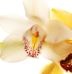 Fototapeta na wymiar yellow Orchid closeup