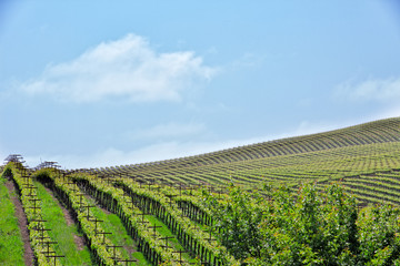 Fototapeta na wymiar Rows and rows of vines cover rolling hills in Northern California