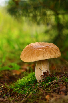 Porcini under pine growing in moss close-up