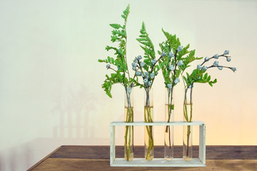 Four Medicinal plants Horsetail in test tubes on wooden table.