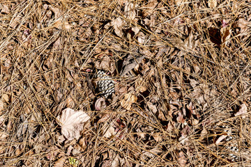 Pine needles and cones