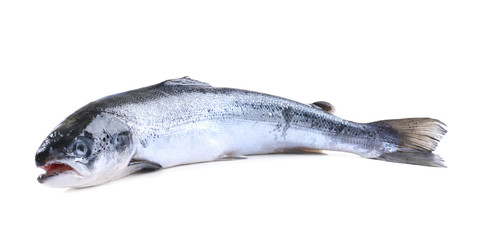 Fresh raw salmon, isolated on white
