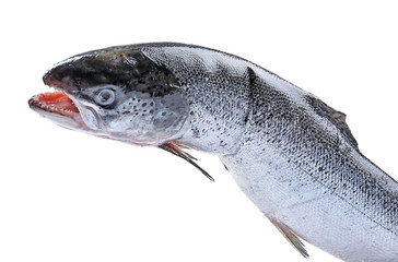 Fresh raw salmon, isolated on white