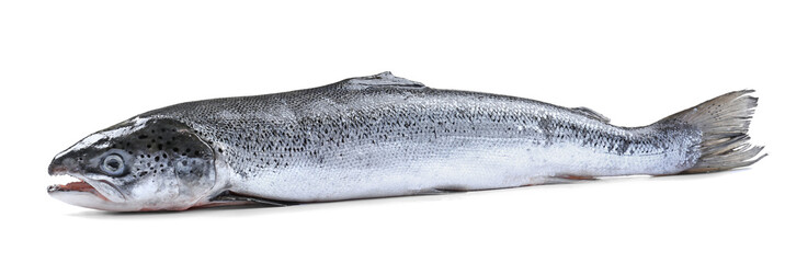 Fresh raw salmon, isolated on white