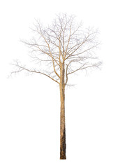 Dry tree isolated on white
