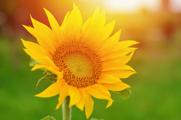 Young blooming sunflower, sunny